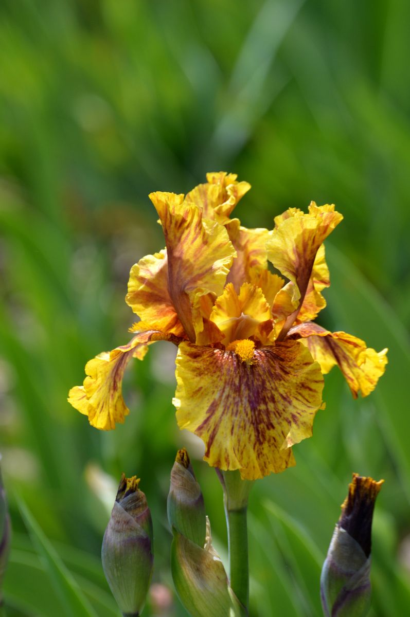 Infernal Fire Iris